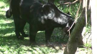 Pantera o Jaguar Negro  Zoologico Guadalajara HD [upl. by Ranjiv443]