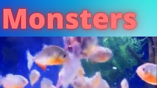 top ten aggressive aquarium fish [upl. by Redlac]