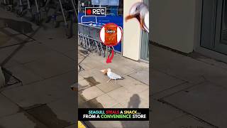 Seagull Steals A Snack From A Store Caught On Camera [upl. by Shig382]