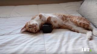 Music For Cats i suoni che incantano i gatti [upl. by Dunn70]