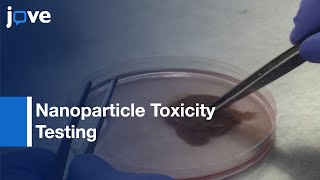 Nanoparticle Toxicity Testing by Kupffer Cell Isolation  Protocol Preview [upl. by Bradski102]