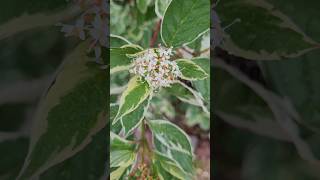 CORNUS alba Sibirica Variegata flowers [upl. by Mellisent]