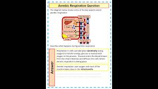 How to Answer a 4 Mark GCSE Biology Question on Aerobic Respiration [upl. by Rochus]