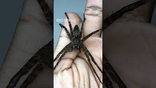 Giant Swamp Fishing Spider Handling 🎣 [upl. by Inahc187]