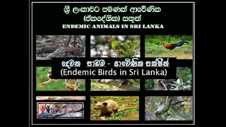 Endemic Birds in Sri Lanka  ශ්‍රී ලංකාවට ආවේණික පක්ෂීන් [upl. by Naot]