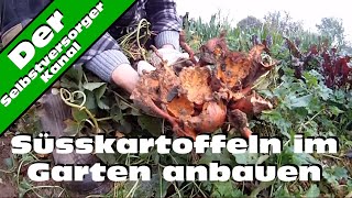 Süsskartoffeln im Garten anbauen [upl. by Etireugram]