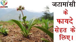 जटामांसी के फायदे – Jatamansi Spikenard Benefits in Hindi [upl. by Sadick]