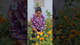 Mariegold flowers harvesting బంతిపువ్వులు mariegold mygarden gardening shortvideo flowers [upl. by Weeks]