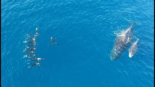 Nager avec les baleines et les dauphins Fait pour vous ou pas Fait pour vous [upl. by Hgielak]