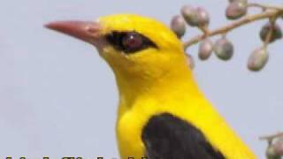 Golden oriole Soundflv [upl. by Tommy178]