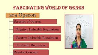 ara operonStructure of OperonNegative RegulationPositive Regulationcatabolite repressionRegulon [upl. by Aleuqahs]