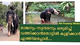 Pampady Rajan സുന്ദരൻ ഒരുമിച്ച് വത്തിക്കാൻതോട്ടിൽVMPRADEEPkeralaelephentelephant [upl. by Rockey]