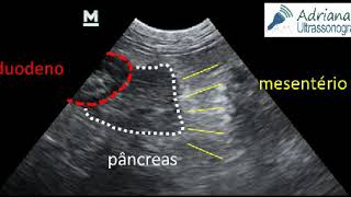 Pancreatite em cão [upl. by Sweyn]