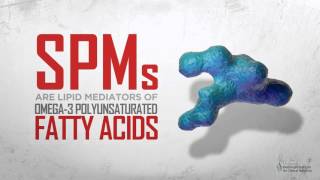 Specialized ProResolving Mediators SPMs and their Effects on Inflammation [upl. by Whittaker]