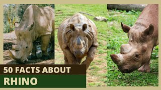 Meet the Magnificent Rhinoceros Amazing Facts and Information [upl. by Edna]