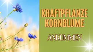 Schamanische Kraftpflanze KORNBLUME [upl. by Aititil]