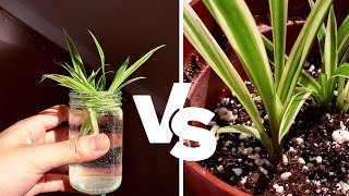 Spider Plant Propagation in Water vs Soil 2Month Comparison  Should I propagate in water or soil [upl. by Ydeh]