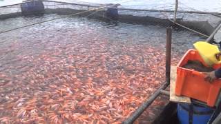 Cultivo Intensivo de Tilapia Roja en Jaula Flotante [upl. by Lodmilla424]