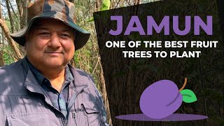 What are the benefits of planting the Jamun tree [upl. by Ihcehcu]