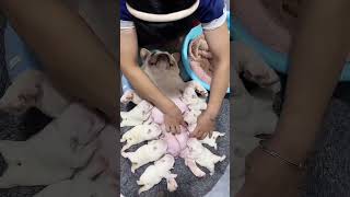 3 quotAdorable Bulldog Puppies Breeding Care and Growth Tipsquot1 [upl. by Cowan963]