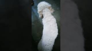 GenderMale Age2 colorbrown and white dog namemilo dogPoodle dog haircurly hair [upl. by Neehs]