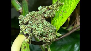 Vietnamese Mossy Frogs enclosure build and care [upl. by Josefa143]