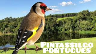 canto de pintassilgo português [upl. by Ennayr]