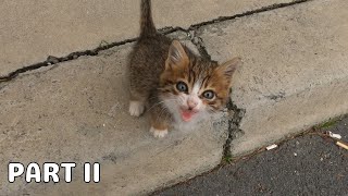 Rescuing a Helpless Kitten from the Cold Streets  Whole Story [upl. by Nollie647]