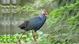 Water Birds Coot and Moorhen [upl. by Josi]