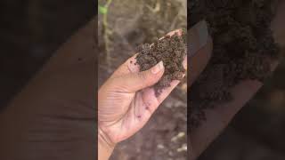 Vermicompost available alam [upl. by Asemaj]