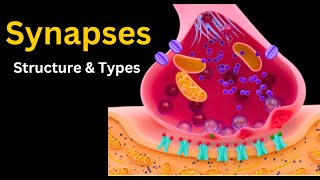 Synapses explored from Chemical to Electrical synapses Structure Types and More [upl. by Annawahs]