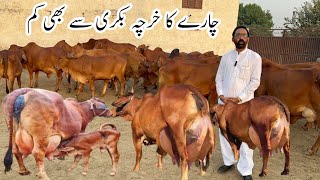 Haidry Sahiwal Cattle and Dairy Farm Part 2 [upl. by Lukey]