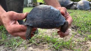 N22 5 in Perfect Aldabra Tortoise Hatchling [upl. by Llij772]