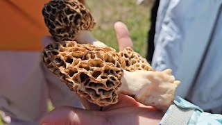 Morel Mushrooms Hunting Competition [upl. by Hirsch]