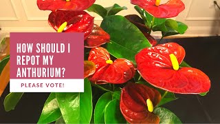 How Should I Repot My Anthurium Please Vote [upl. by Ardelle3]