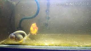 Ranchu breeding and Fry update [upl. by Yelraf]