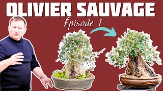 Rempotage dun Olivier Sauvage  Épisode 1  🌱 NEJIKAN BONSAI 🌱 [upl. by Amersham]