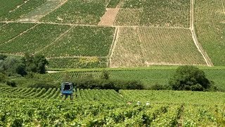 Chablis France • Private Wine Tasting and Tour of Chablis [upl. by Radford]