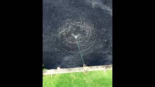 An exciting moment with the kids as we cast our nets into the Loxahatchee River in Tequesta Florida [upl. by Raynell]