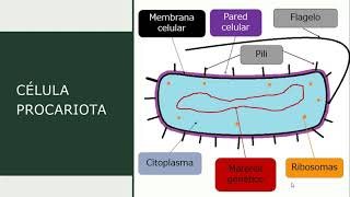 La célula procariota y la eucariota [upl. by Rodney519]