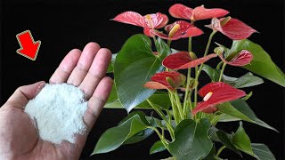 Just Sprinkle 1 Spoon Suddenly Weak Anthurium Blooms Like An Arrow [upl. by Yznyl]