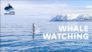 Whale Watching Express in Dalvik Iceland  Summer 2017 [upl. by Sanalda478]