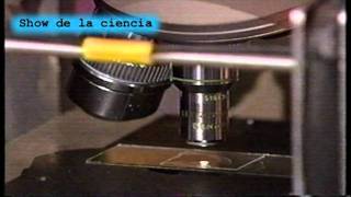 Experimentos sobre Magnetismo [upl. by Steward960]