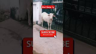 Bhuri Aankh 👀 Wali Gaay  Gaiya Wala🐮  Ranjan Pandey  Subscribe  shorts ytshorts [upl. by Revned]