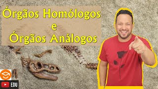 Órgãos Homólogos e Órgãos Análogos  Evidências Evolutivas  Anatomia Comparada  Evolução [upl. by Yul819]