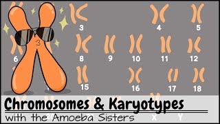 Chromosomes and Karyotypes [upl. by Eelrahc60]