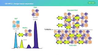 The Impact of Elevated Hemoglobin F HbF on HbA1c Results [upl. by Aylsworth]