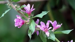 Purple Loosestrife Lythrum salicaria [upl. by Flatto]