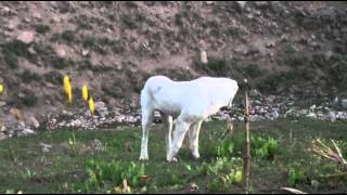 Tajik shepherd dogs in the wild part2 [upl. by Atikcir]