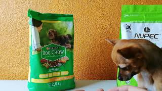 Probando 2 marcas de croquetas por 15 días quotDog Chow y NUPECquot en Perro Chihuahua AmigoChihuahua [upl. by Delsman791]